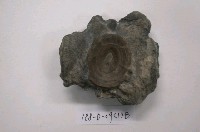 藏品(牛化石)的圖片